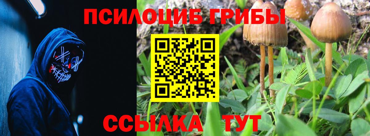 Тамбов  Галлюциногенные грибы Cubensis  Вход с VPN 